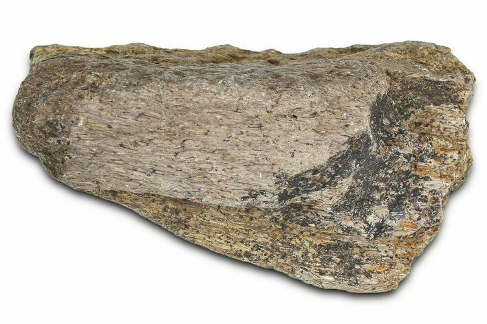 Dinosaur (Triceratops) Frill Shield Section - Montana #366633